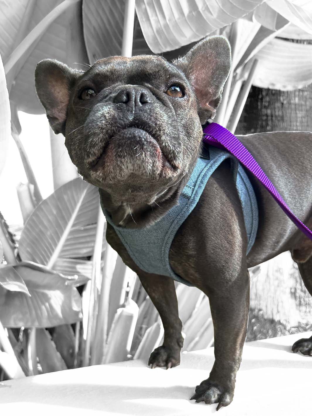 A french bulldog puppy is making a silly face and wearing cool dog harness made of blue denim.