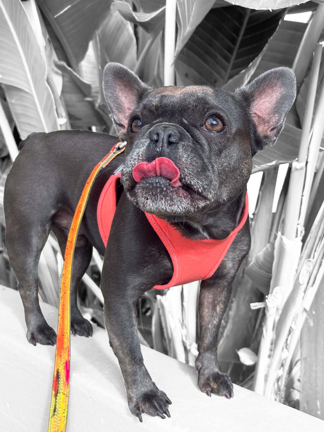 French bulldog puppy licks his lips and is wearing a limited edition denim vest style harness by MAGNUS Canis.