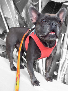 A smiling puppy wearing MAGNUS Canis vest harness in orange denim.
