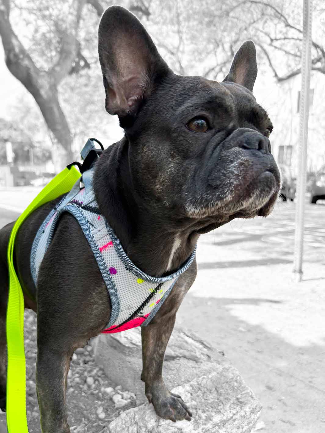 Blue brindle dog wearing a limited edition vest harness by MAGNUS Canis.