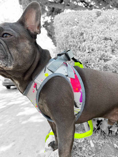 The left side view of the vest style french bulldog harness by MAGNUS Canis.