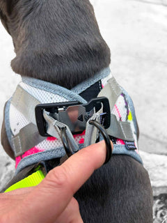 A close up photo of the german magnetic buckle system on a frenchie harness from the back of the dog.
