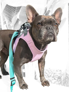 A pale pink denim french bulldog harness worn by a puppy.