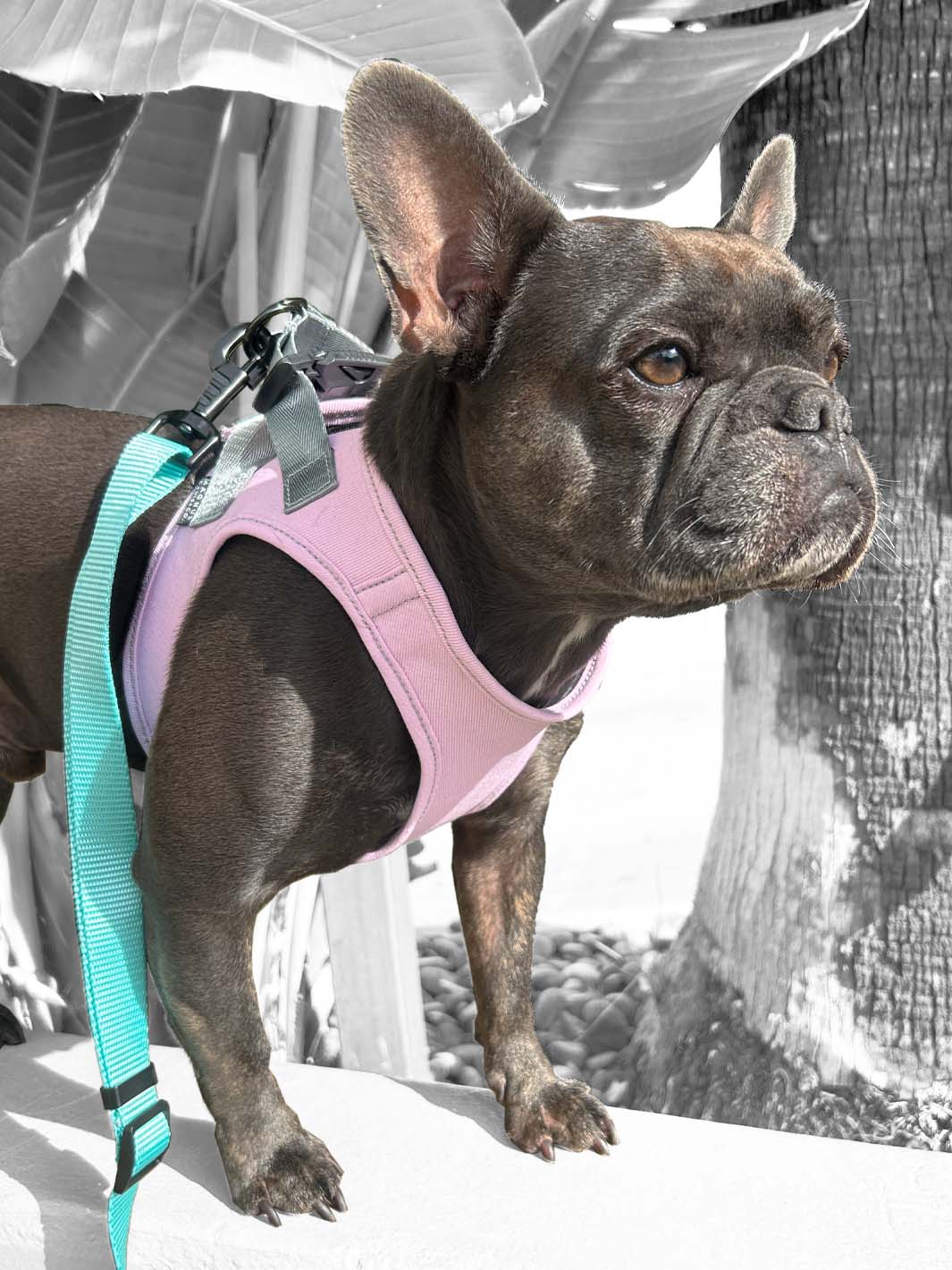 Brindle frenchie puppy wears a pale pink denim vest harness by MAGNUS Canis.