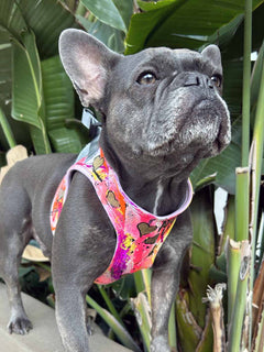 cute blue french bulldog wearing hand painted vest harness by MAGNUS Canis.