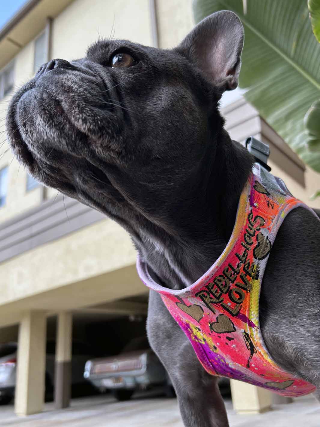 Dynamic photo shot from the under side of a frenchie neck while wearing a MAGNUS Canis dog harness.