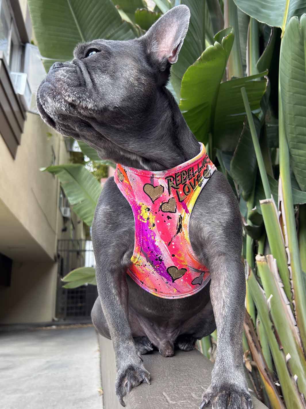 A stoic french bulldog puppy is wearing a hand painted harness by MAGNUS Canis and sitting on a wall.