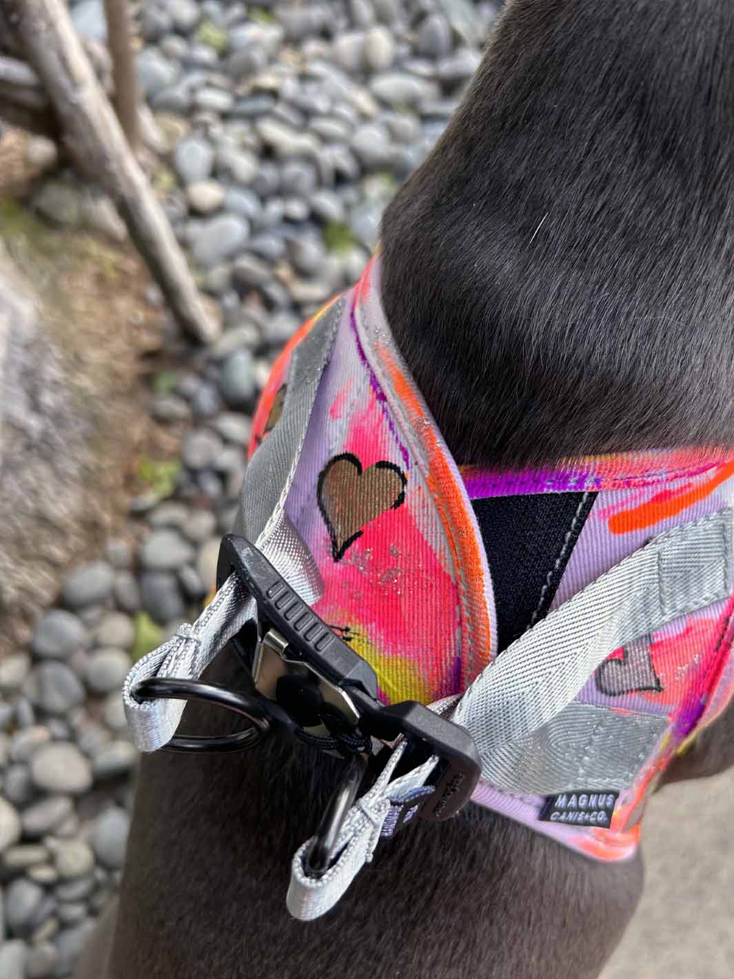 Back detail photo showing german magnetic buckle system on a french bulldog harness.