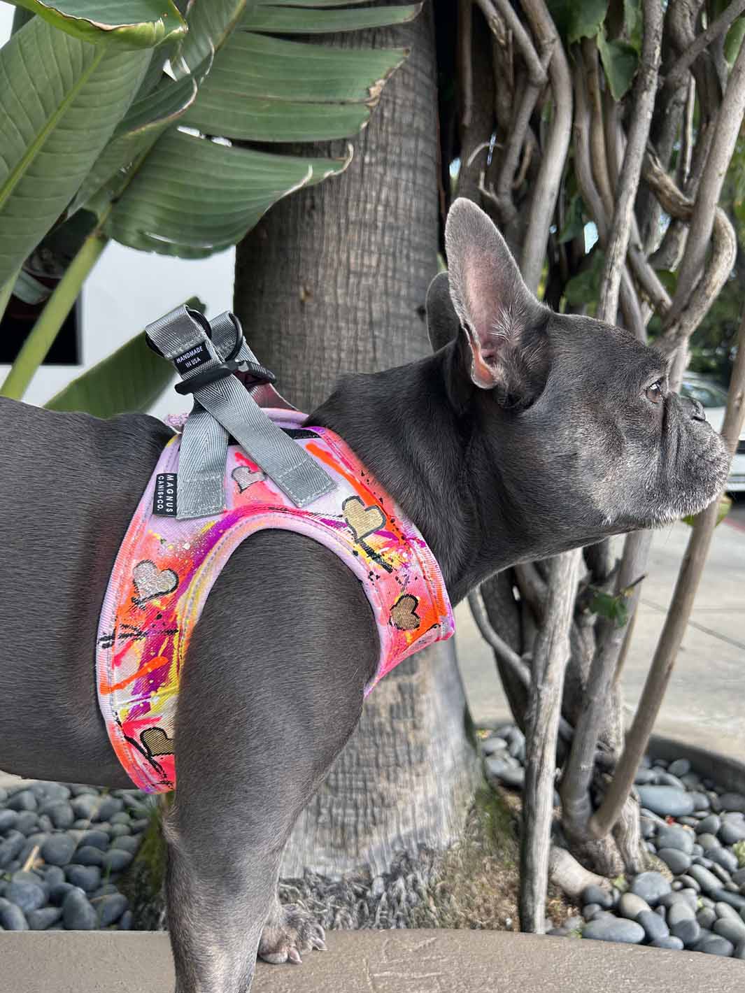 The right side profile of a blue brindle frenchie wearing a limited edition dog harness.