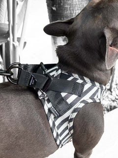 The magnetic buckle system on a MAGNUS Canis denim vest harness for french bulldogs.