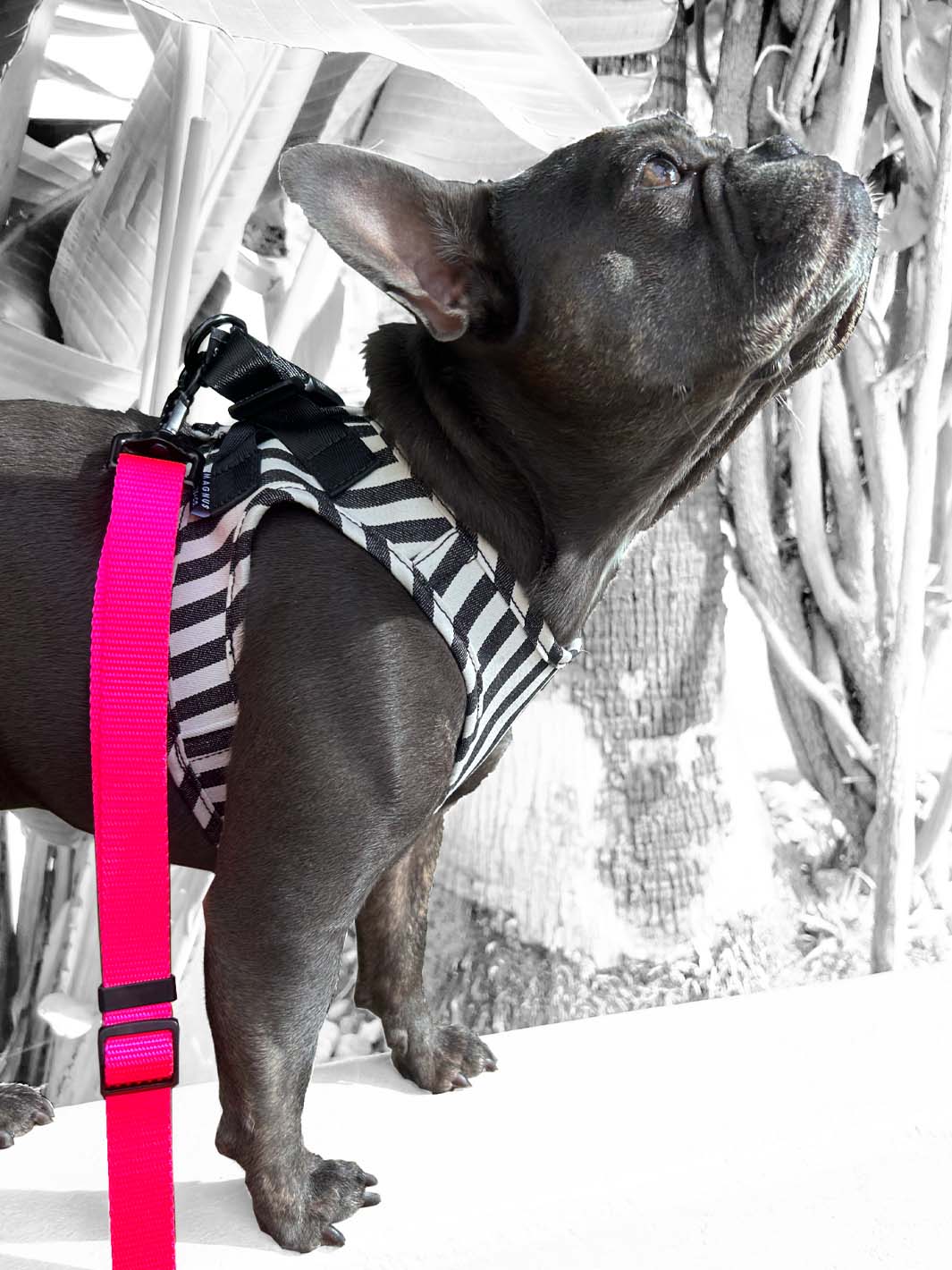 Frenchie looking up to the sky and wearing a striped harness with neon pink dog leash by MAGNUS Canis.