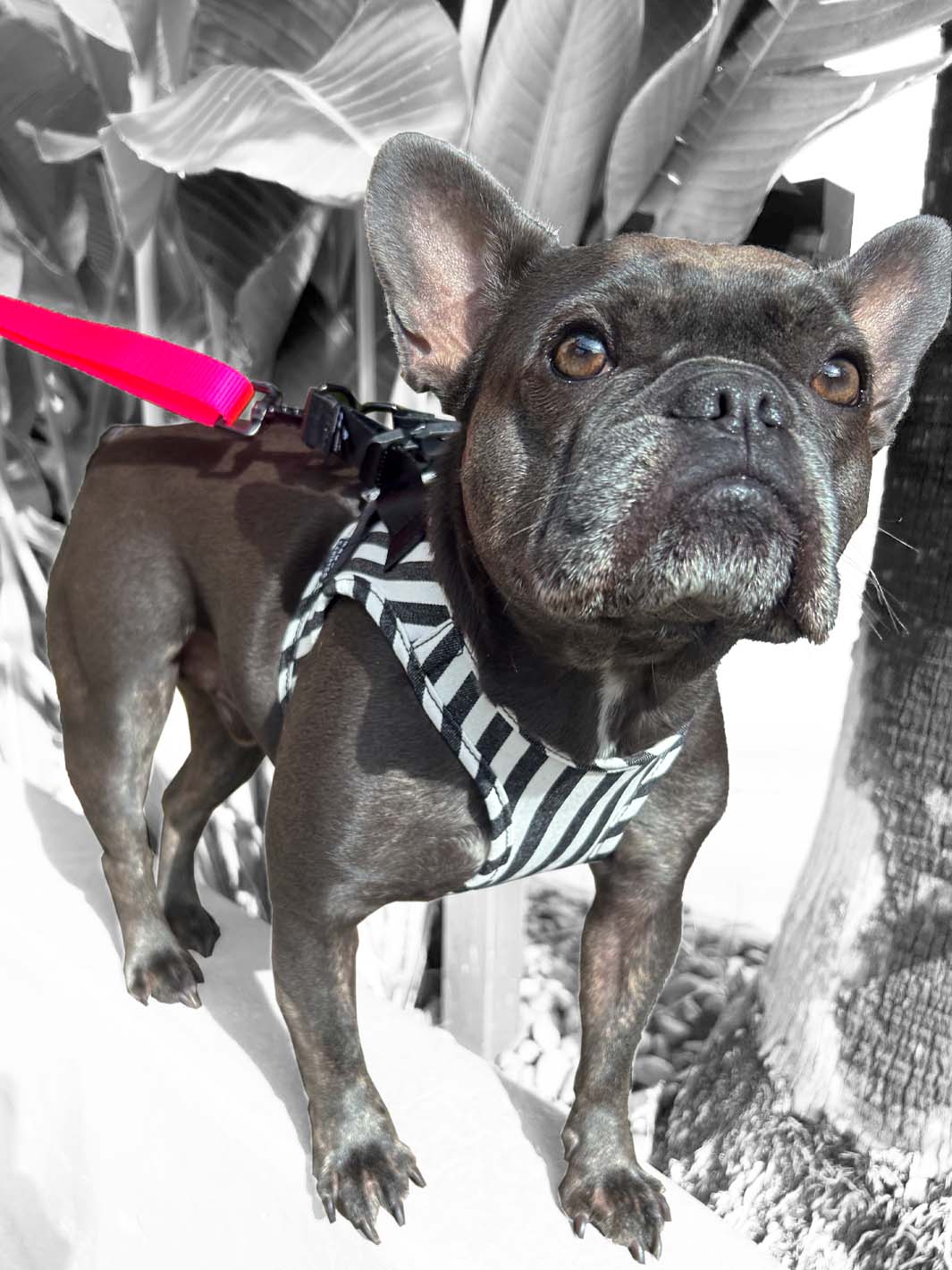 The cutest french bulldog in the world wearing limited edition striped denim vest harness by MAGNUS Canis.