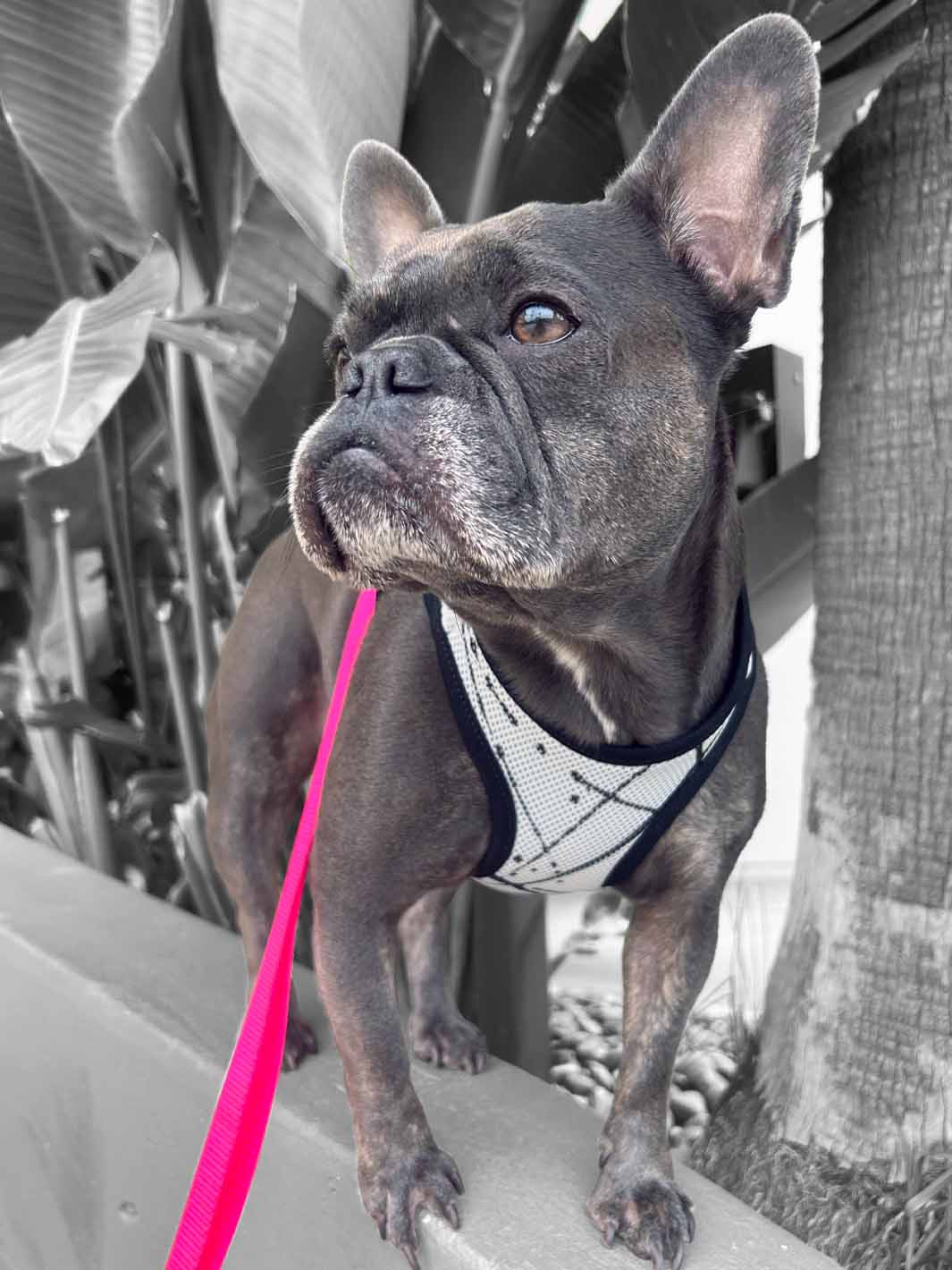 A cute blue frenchie wearing a venture vest dog harness.
