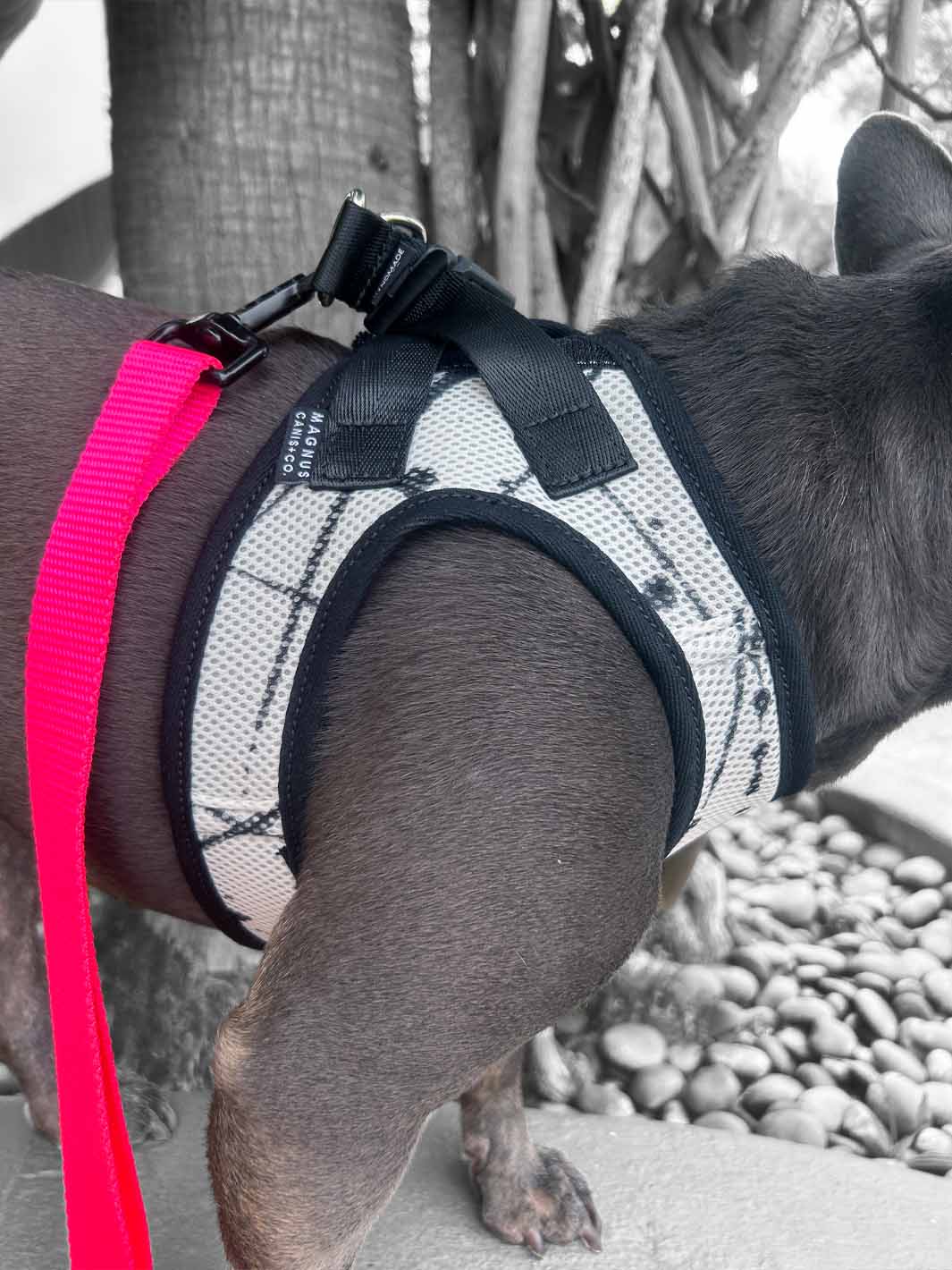 The left side view of a venture vest french bulldog harness by MAGNUS Canis.