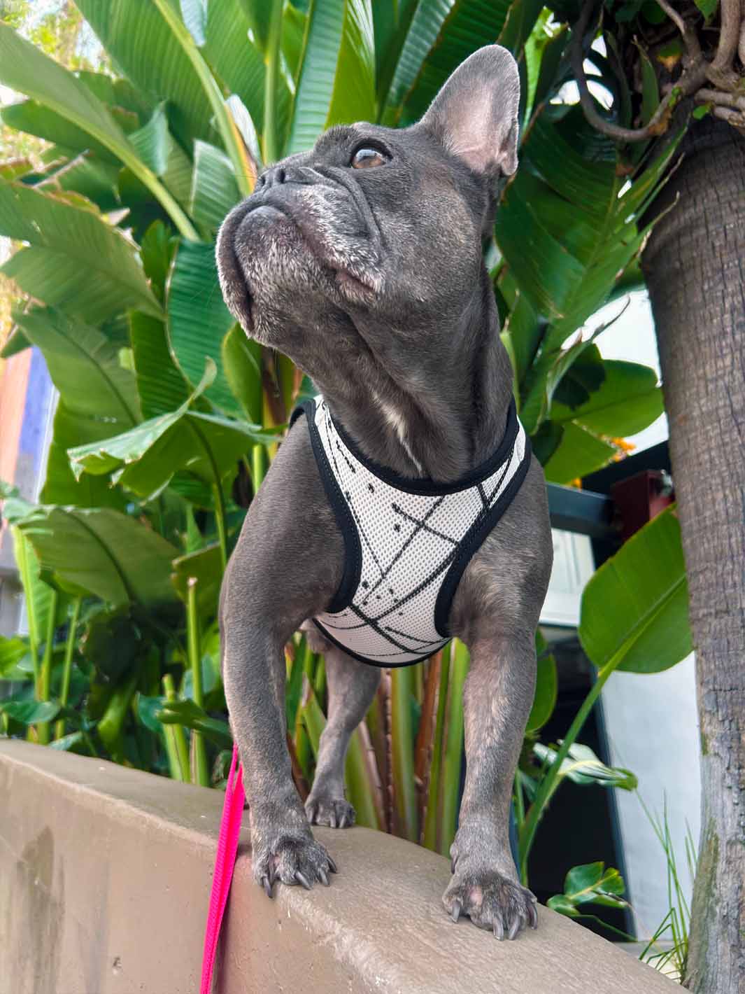 A stoic looking french bulldog is standing on a wall in front of bright green trees.