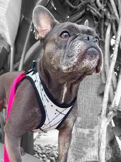 The close up face of a blue brindle french bulldog wearing a dog harness by MAGNUS Canis.