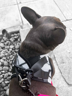 The magnetic buckle system on a MAGNUS Canis french bulldog harness.